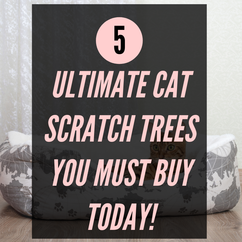 5 Ultimate Cat Scratch Trees You Must BUY TODAY!
