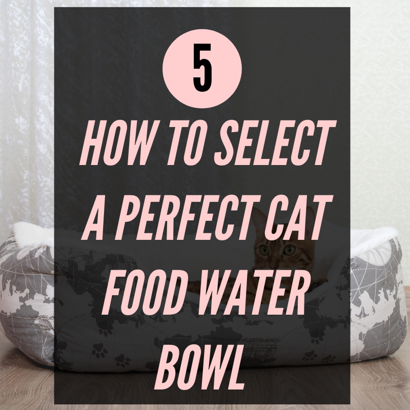 How to Select a Perfect Cat Food Water Bowl – A Kitty Guide