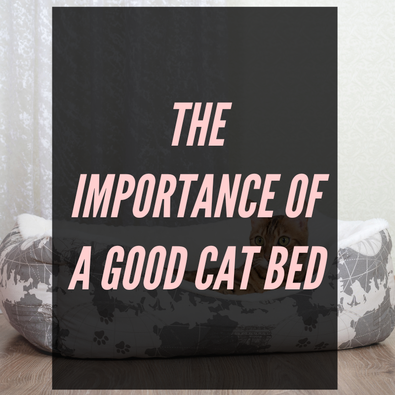 The Importance of a Good Cat Bed