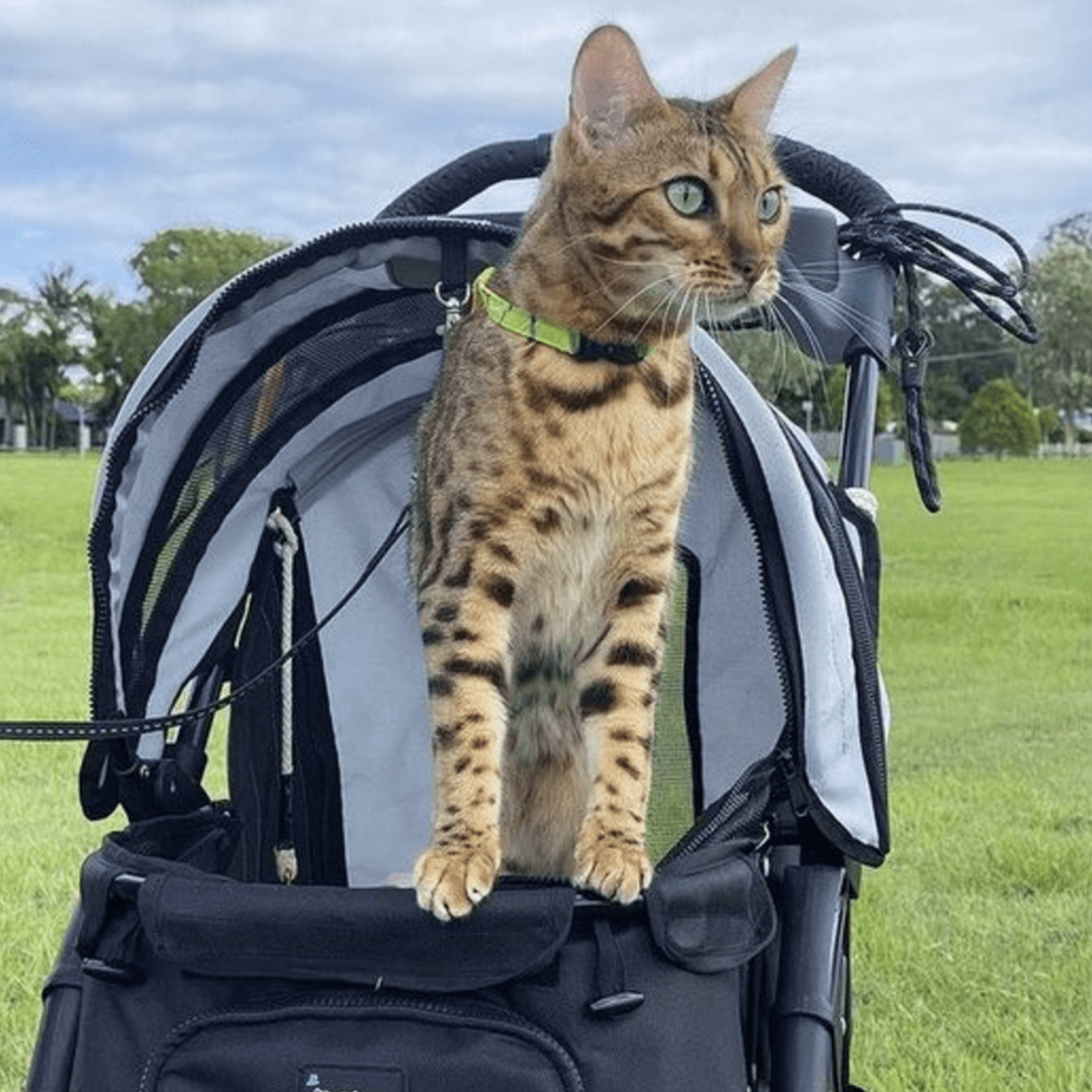 Cat inside cat stroller in park