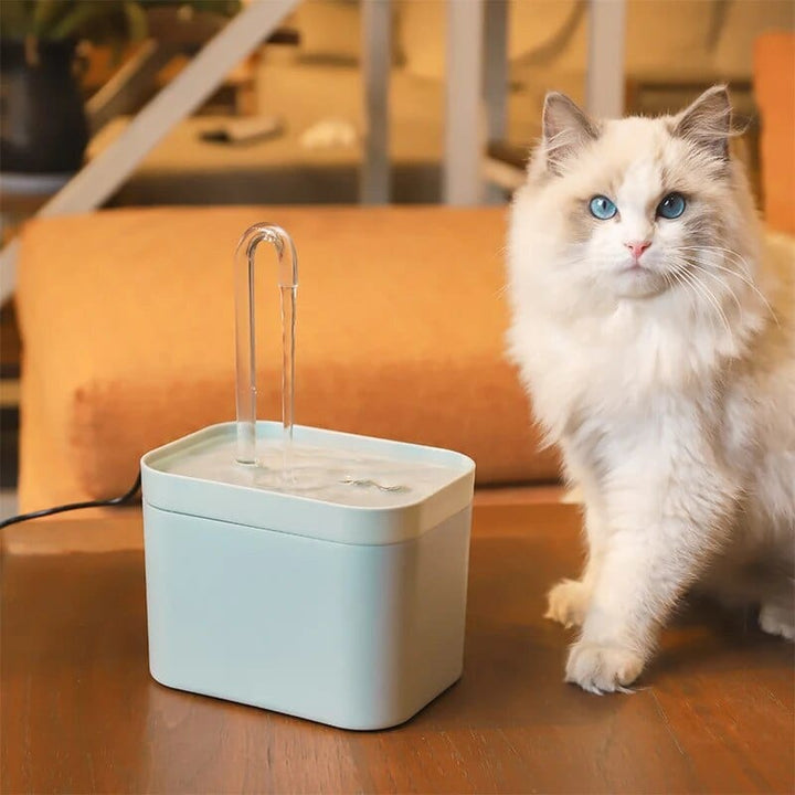 Cat Water Dispenser Cat Casual