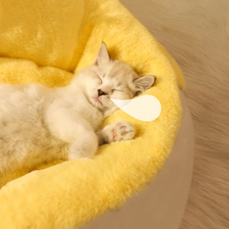 Cute Chicken Cat Bed Cat Casual